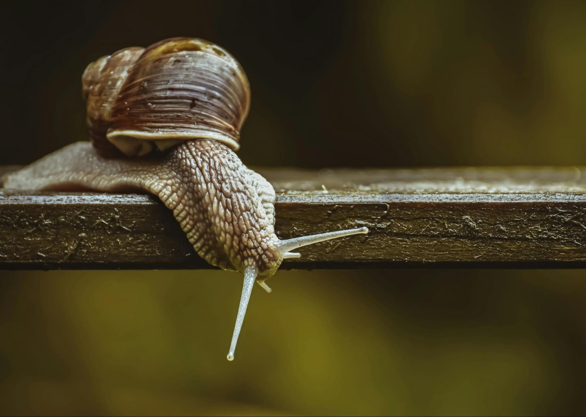 When to Incorporate Snail Mucin into Routine