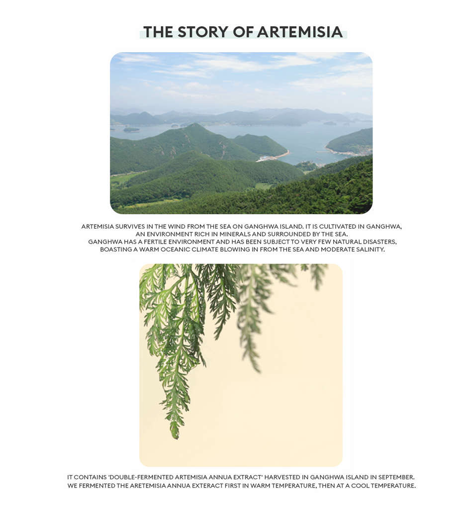 Time Revolution Artemisia Ampoule (75ml)